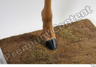 Deer Doe 2 hoof leg 0013.jpg